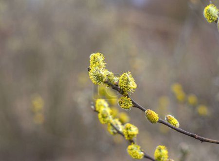 Photo of willow branch with catkins