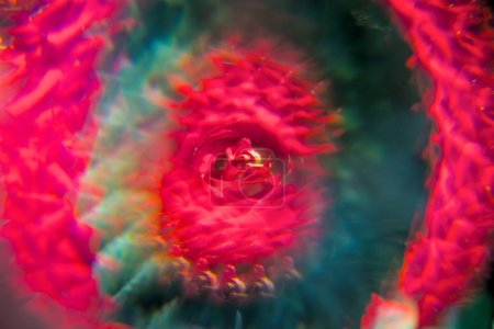 Photo for Photo of a rose through a prism . Kaleidoscope effect. - Royalty Free Image