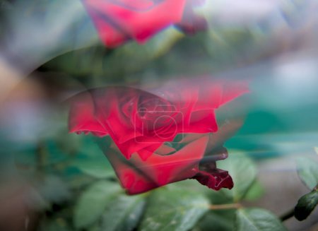 Photo for Red rose through a prism . Kaleidoscope effect. - Royalty Free Image