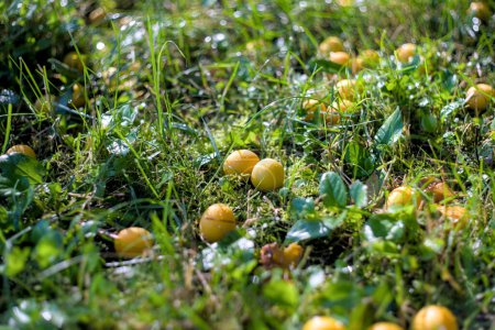Photo for Yellow cherry plum berries in the grass with dew - Royalty Free Image