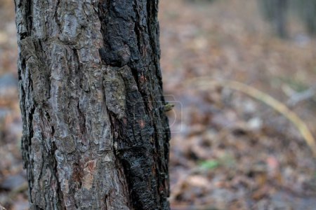 Téléchargez les photos : Tronc d'un jeune pin dans la forêt. Fond flou. - en image libre de droit