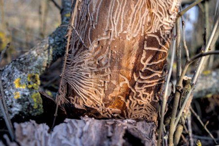 Téléchargez les photos : Vieux tronc d'arbre sans écorce. Chemins en forme de ver sur le vieux tronc. Traces de fourmis par les vers de bois. Des formes abstraites. Concentration sélective. - en image libre de droit
