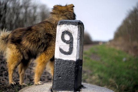 Perro marrón en la línea de ferrocarril junto a la columna número 9