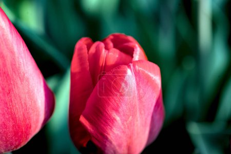 Les fleurs se rapprochent. Tulipe rouge gros plan.