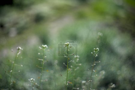 Grüne Wiese mit Capsella bursa pastoris, Blume des Hirtenbeutels. Naturhintergrund, Wildes Gras, Ukraine
