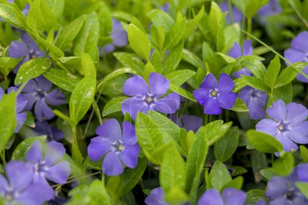 Purple periwinkle small flowers periwinkle in bloom. Floral background and wallpaper