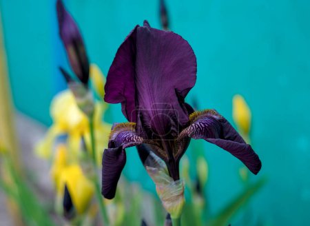 Dark purple iris blooms in the garden in May