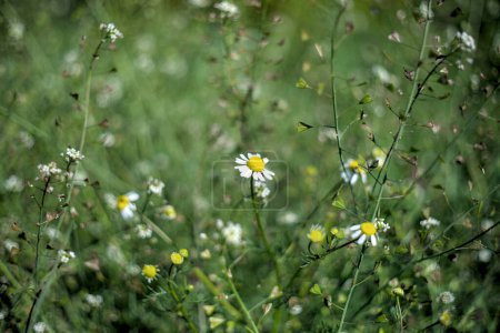 Chamomile flowers are blooming in May