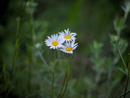 Photo of three daisies in the meadow