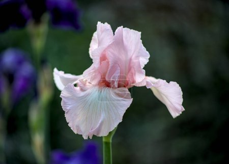 Flor rosa claro del iris en mi jardín