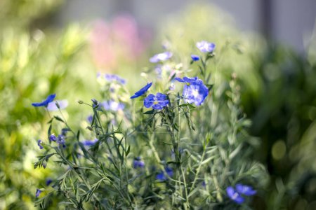 Hermosas flores de lino azul en verano en una cama de jardín