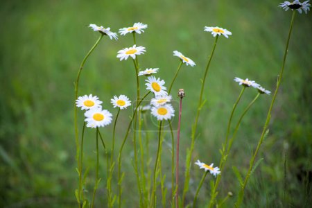 Photo for Flowers growing in rural areas. Wild white daisy photos. - Royalty Free Image