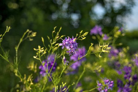 Foto de flores de alondra violeta en el campo