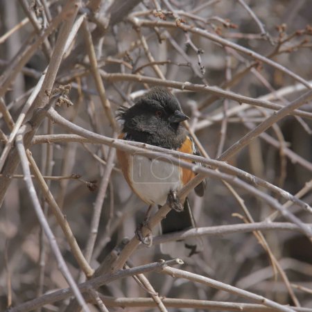 Foto de Towhee manchado (pipilo maculatus) asomándose desde una maraña de ramas - Imagen libre de derechos