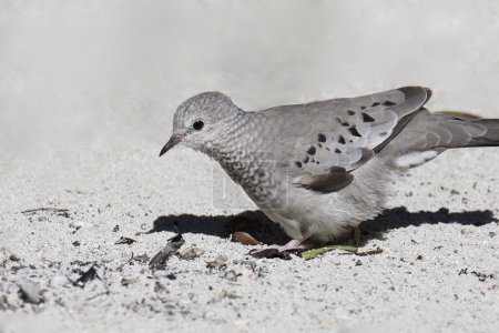 Photo for Common Ground Dove (columbina passerina) sitting on sandy ground - Royalty Free Image
