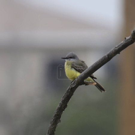 Téléchargez les photos : Kingbird du canapé (tyrannus couchii) perché sur une branche nue - en image libre de droit