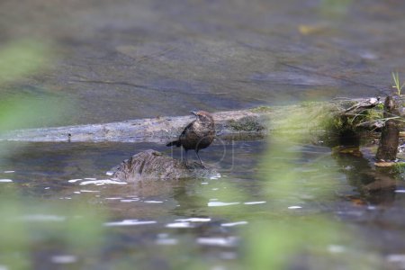 Téléchargez les photos : Quiscale rouilleux (femelle) (euphagus carolinus) perché sur un rocher dans un ruisseau - en image libre de droit