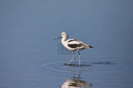 Photo for American Avocet (nonbreeding) (recurvirostra americana) standing in shallow water - Royalty Free Image