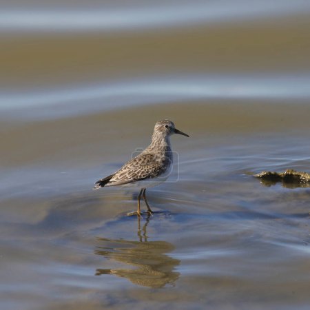 Photo for Least Sandpiper (calidris minutilla) standing in shallow water - Royalty Free Image