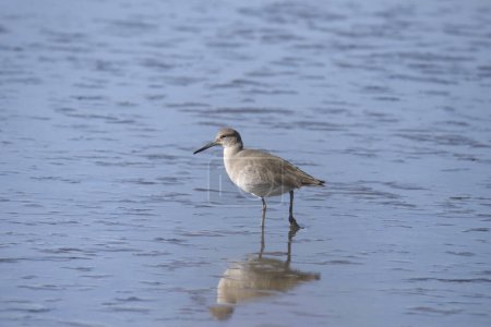 Photo for Willet (nonbreeding) (tringa semipalmata) foraging in shallow water - Royalty Free Image