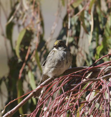 Photo for Golden-crowned Sparrow (zonotrichia atricapilla) perched on a branch - Royalty Free Image