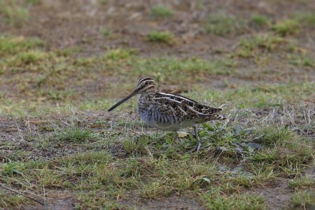 Photo for Wilson's Snipe (gallinago delicata) standing on grassy ground - Royalty Free Image