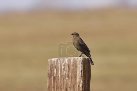 Photo for Brewer's Blackbird (female) (euphagus cyanocephalus) perched on a wooden post - Royalty Free Image