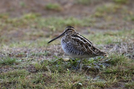 Photo for Wilson's Snipe (gallinago delicata) standing on grassy ground - Royalty Free Image