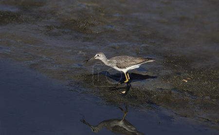 Photo for Greater Yellowlegs (tringa melanoleuca) with a tasty morsel in it's beak - Royalty Free Image