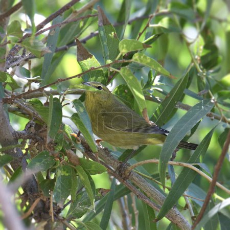 Foto de Paleta amarilla (macho) (setophaga petechia) alimentándose en un árbol frondoso - Imagen libre de derechos