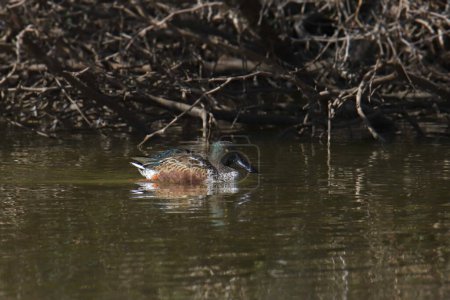 Téléchargez les photos : Shoveler du Nord (mâle) (spatule clypeata) nageant le long du bord d'un étang trouble - en image libre de droit