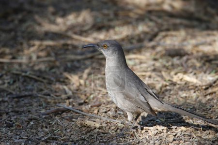 Photo for Curve-billed Thrasher (toxostoma curviroste) foraging on the ground - Royalty Free Image
