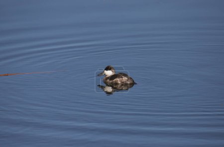Photo for Ruddy Duck (male, nonbreeding) (oxyura jamaicensis) swimming in a lake - Royalty Free Image