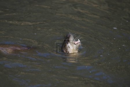 Téléchargez les photos : Loutre de rivière (lontra canadensis) avec la tête hors de l'eau et les mâchoires grandes ouvertes - en image libre de droit