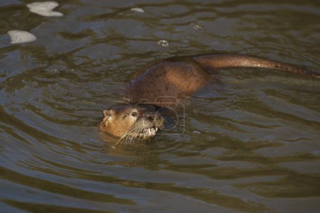 Téléchargez les photos : Loutre de rivière (lontra canadensis) nageant dans un chenal boueux - en image libre de droit