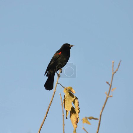 Photo for Red-winged Blackbird (male) (agelaius phoeniceus) perched very high on a tiny branch - Royalty Free Image