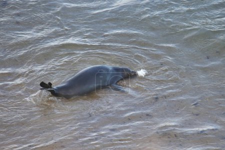 Téléchargez les photos : Phoque éléphant (mirounga angustirostris) jouant dans le surf - en image libre de droit