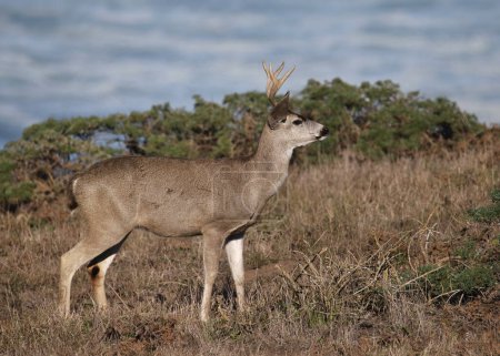 Téléchargez les photos : Cerf mulet (mâle) (odocoileus hemionus) debout dans une prairie herbeuse - en image libre de droit