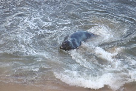 Foto de Elephant Seal (mirounga angustirostris) jugando en el surf - Imagen libre de derechos