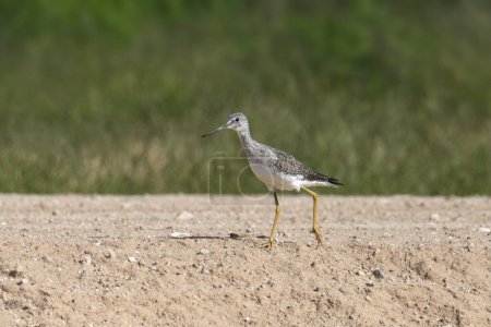 Photo for Greater Yellowlegs (tringa melanoleuca) walking on the bank of an irrigation canal - Royalty Free Image