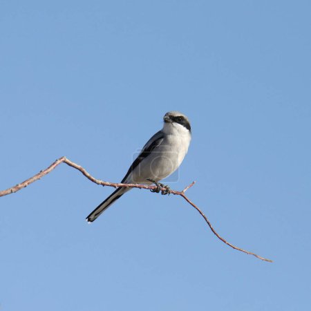 Photo for Loggerhead Shrike (lanius ludovicianus) perched on a small branch - Royalty Free Image