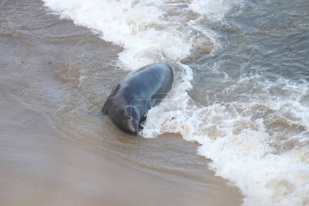 Foto de Elefante Seal (mirounga angustirostris) tendido en el oleaje - Imagen libre de derechos