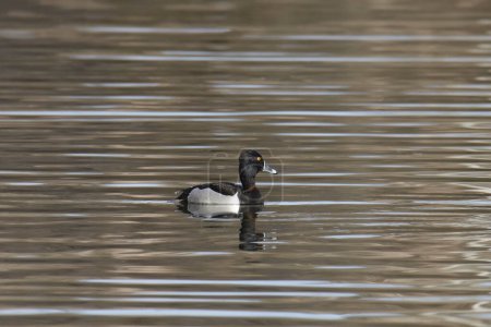 Photo for Ring-necked Duck (male) (aythya colllaris) swimming in a pond - Royalty Free Image