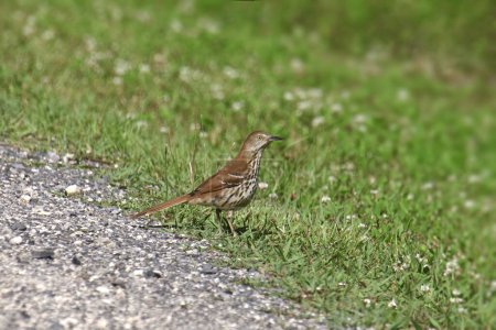 Photo for Brown Thrasher (toxostoma rufum) standing at the edge of footpath - Royalty Free Image