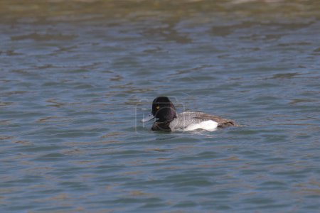 Téléchargez les photos : Petit Fuligule (mâle) (aythya affinis) nageant dans un lac - en image libre de droit
