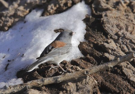 Foto de Junco de ojos oscuros (Cabeza gris) (junco hyemalis) alimentándose junto a un trozo de nieve - Imagen libre de derechos