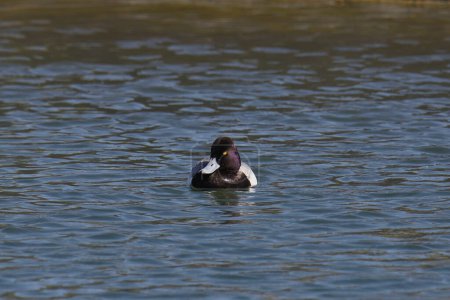 Foto de Scaup Menor (macho) (aythya affinis) flotando en un estanque - Imagen libre de derechos