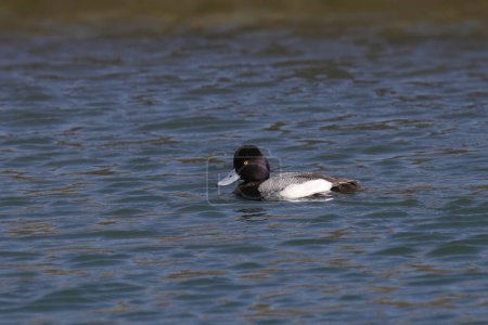 Foto de Pequeño Scaup (macho) (aythya affinis) nadando en un lago - Imagen libre de derechos