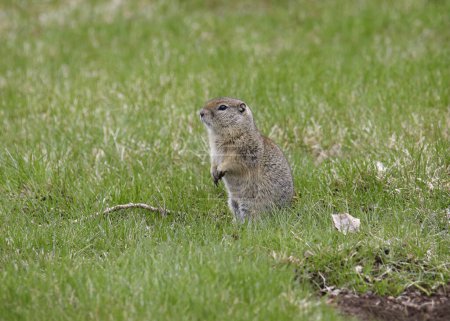 Photo for Belding's Ground Squirrel (urocitellus beldingi) sitting on it's haunches in the grass - Royalty Free Image