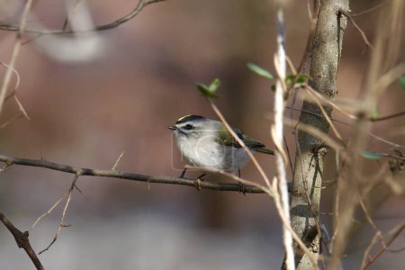 Photo for Golden-crowned Kinglet (regulus satrapa) perched in a bush - Royalty Free Image